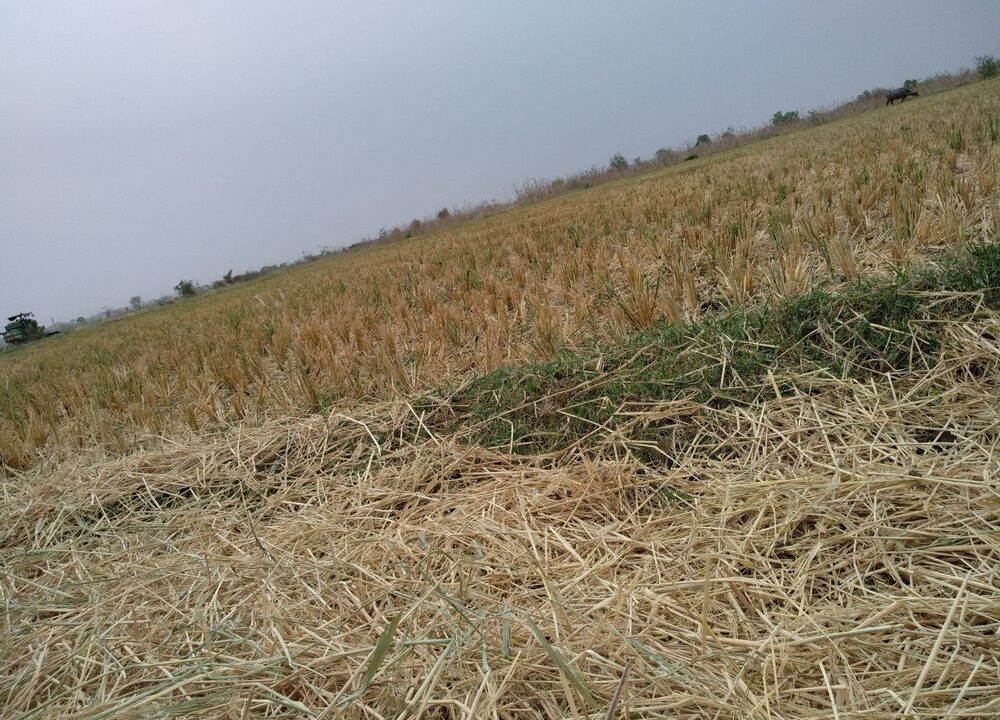 Danni alle coltivazioni agricole