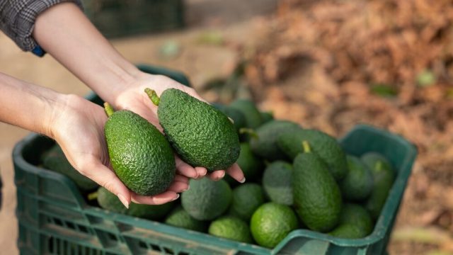 Impianto di avocado Halaesa in Sicilia