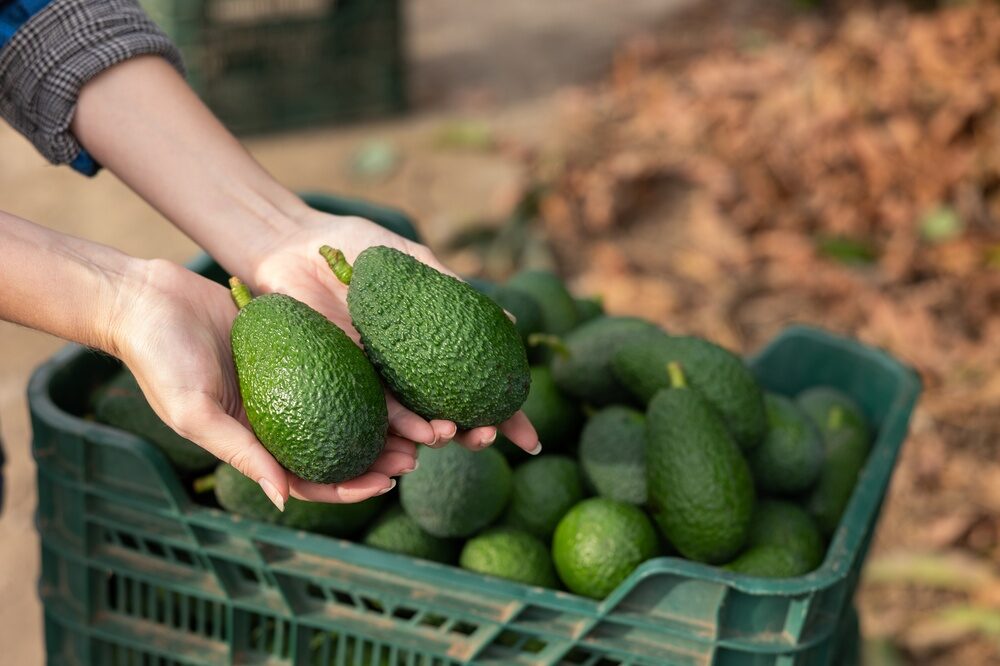 Impianto di avocado Halaesa in Sicilia