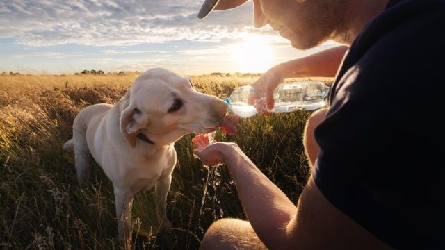 Animali al caldo