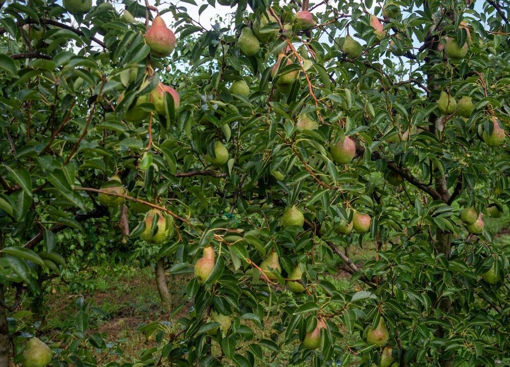 Pere italiane pronte per l'export