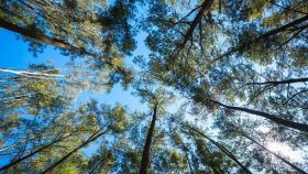 Alberi piantati in Italia