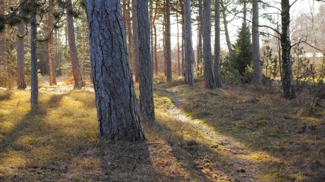 Alberi piantati in Italia nel 2025